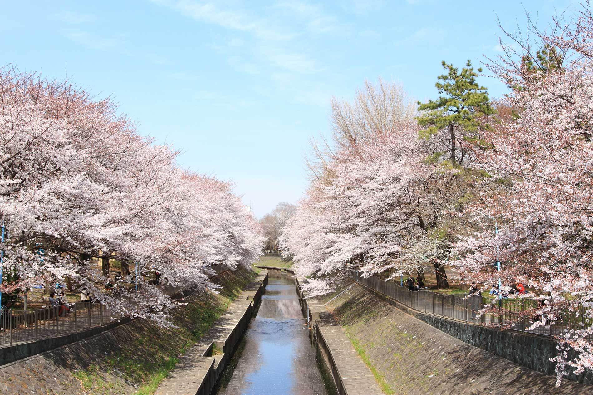 善福寺川緑地の桜の風景